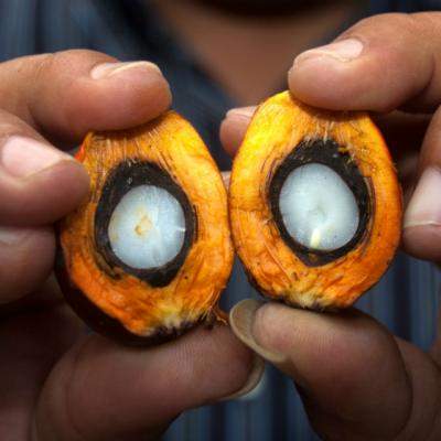 Adevarul ascuns din spatele uleiului de palmier