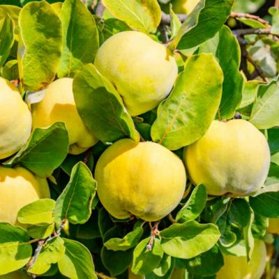 Beneficiile ceaiului din frunze de gutui