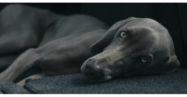 Povestea cainelui credincios