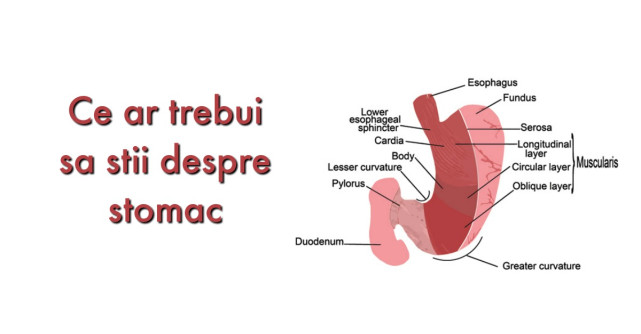 Alimente-Medicament pentru STOMAC