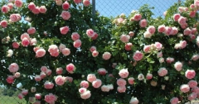 FamousRoses.eu aduce in Romania in premiera trandafirii de la Meilland