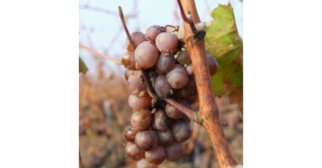 5 fructe de toamna pentru o silueta de vis