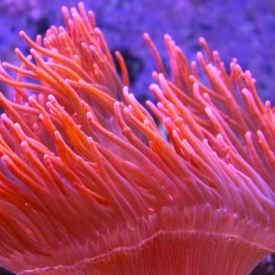 Institutul Pantone a ales culoarea anului 2019