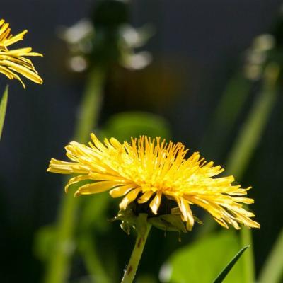 De ce ar fi bine să consumi păpădie în această primăvară?