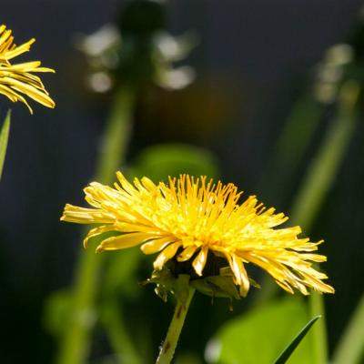 De ce ar fi bine să consumi păpădie în această primăvară?