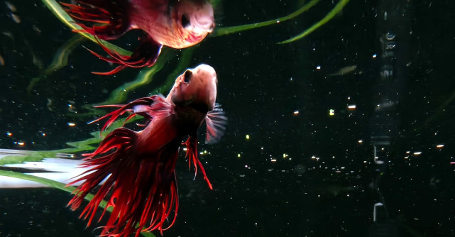 Vrei poze memorabile din vacanță? Te poți bucura de ele cu asistența AI a primului telefon subacvatic fără carcasă din lume