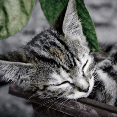 Video: Cum canta o pisicuta opera?