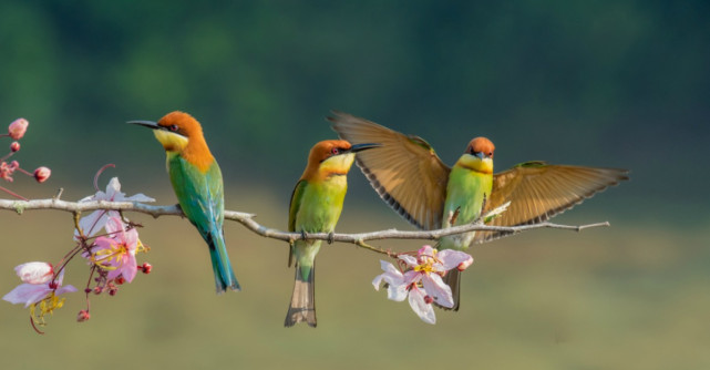 Culoarea pe care pasarile o pot vedea, dar oamenii nu