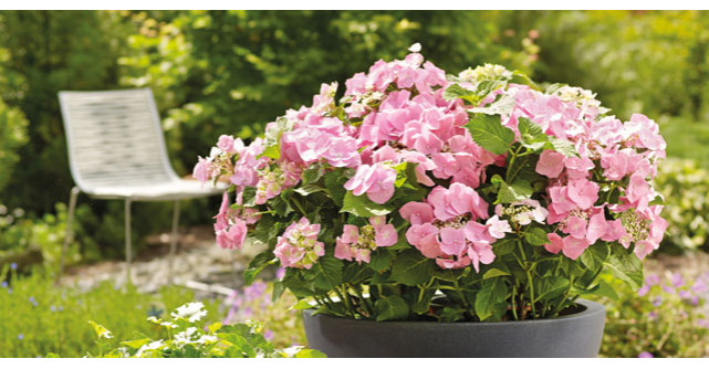 Sfaturi si trucuri pentru a avea o gradina frumoasa - Partea a II-a