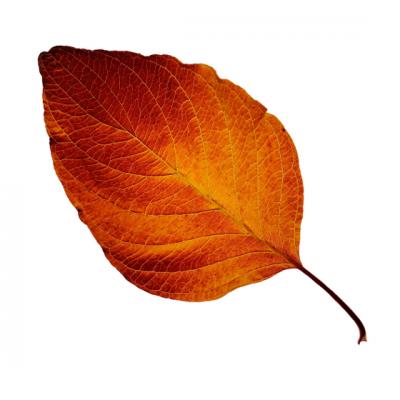 Despre eroi si morminte 