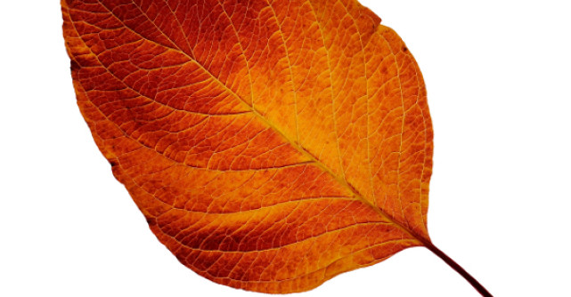 Despre eroi si morminte 