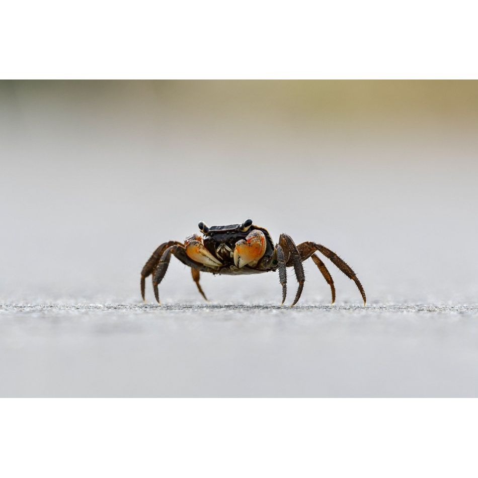 Cele 2 zodii luminate. Reflecția cuplului primordial ceresc 