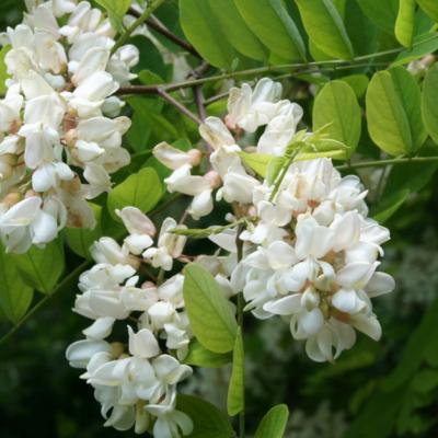 Gogoși cu flori de salcâm