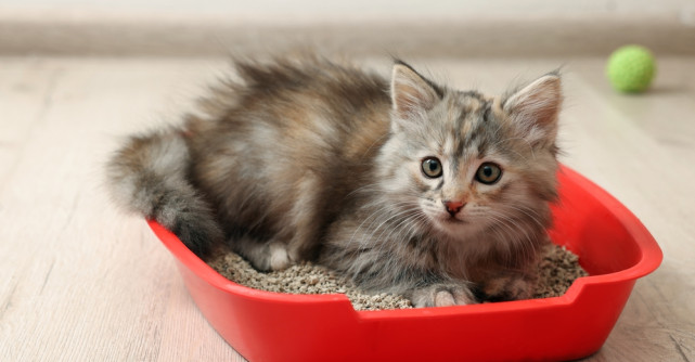 Cum alegi litiera potrivită pentru pisica ta? Tipuri și sfaturi utile de la Petpal 