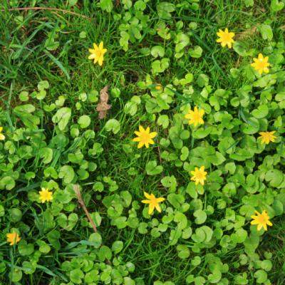 Untisorul sau salatica, planta bogata in vitamina C care creste nivelul de energie