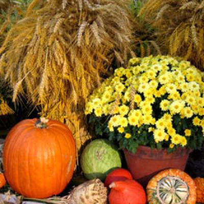 Beneficiile miraculoase ale dovleacului