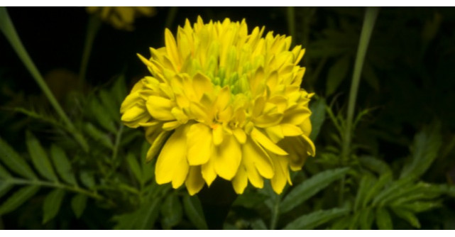 Cat de eficienta este, de fapt, crema de GALBENELE?