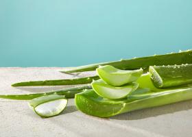 Ce boli tratează aloe vera - beneficii și utilizări medicinale