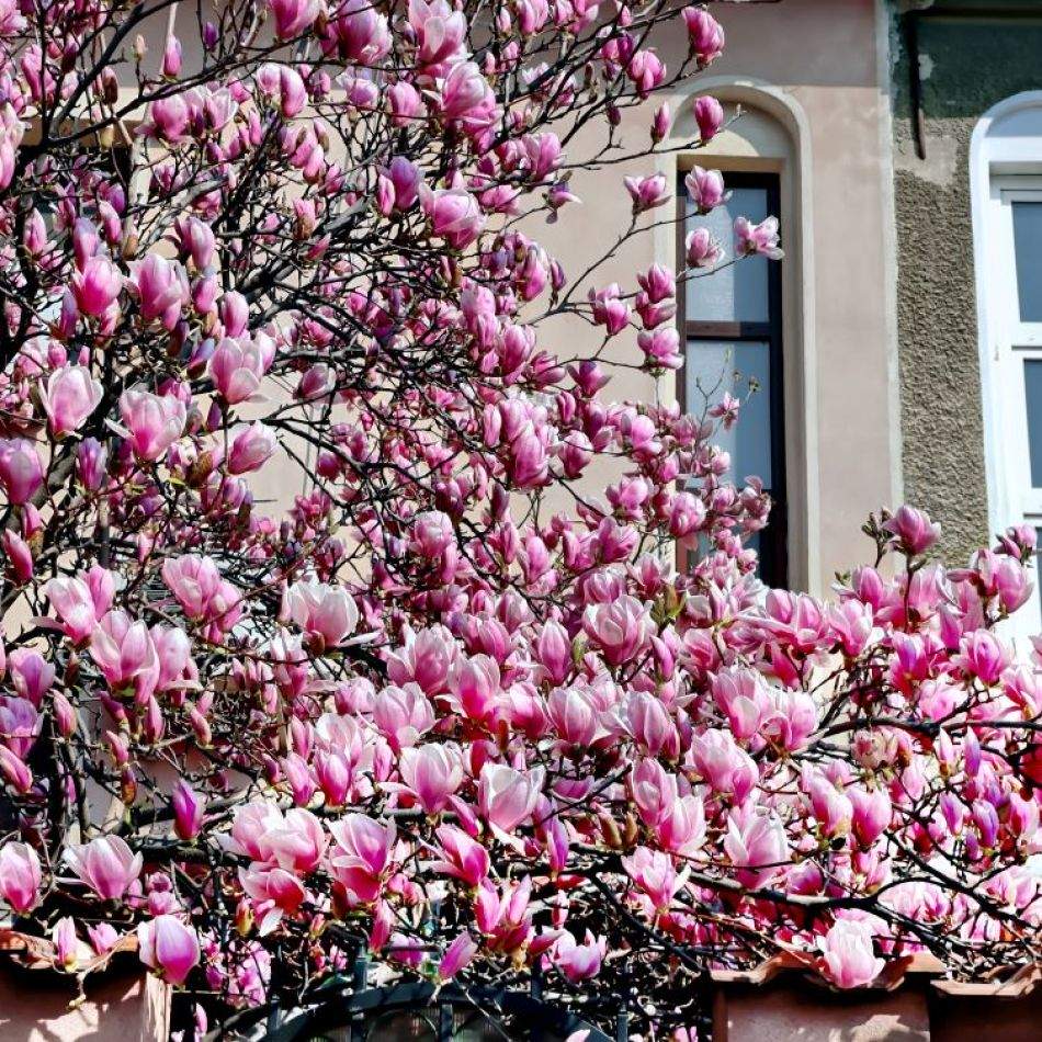 Harta Magnoliilor în București: Când înfloresc minunatele flori și unde le poți vedea pe cele mai spectaculoase?