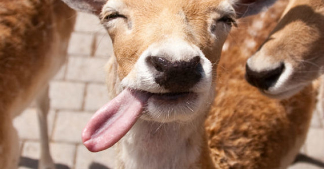 A fost dusa de urgenta la spital, dupa ce i-au gasit o limba de caprioara in vagin
