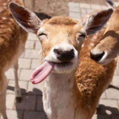 A fost dusa de urgenta la spital, dupa ce i-au gasit o limba de caprioara in vagin