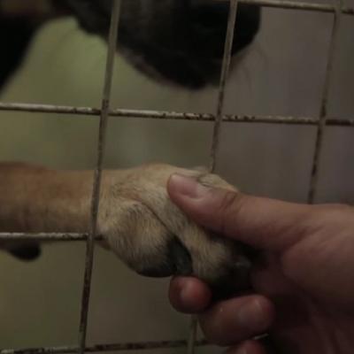 Video: E inuman sa ii arunci in strada! Exista speranta si pentru ei. Clipul care te va emotiona pana la lacrimi