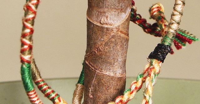 1 milion de copaci noi pentru România. O brățară, un copac.