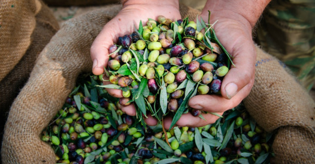 Care sunt cele mai sanatoase masline?