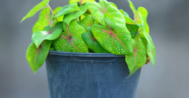 Plante pe care le poti creste in baie - Partea a II-a