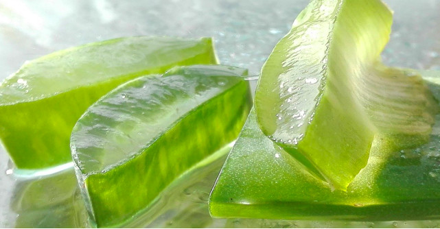 Aloe Vera Barbadensis Miller comestibilă: supranumită „planta minune a lumii”