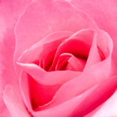 Pink Paradise a fost desemnat drept cel mai frumos trandafir al anului 2011