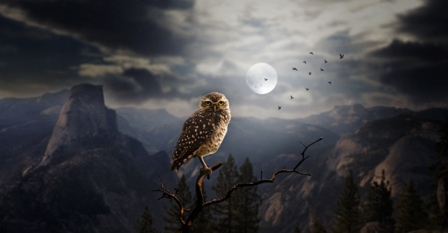 Horoscopul pasarilor sacre