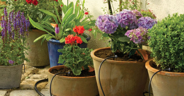 Plantele in Feng Shui si beneficiile lor