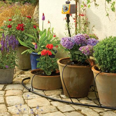 Plantele in Feng Shui si beneficiile lor