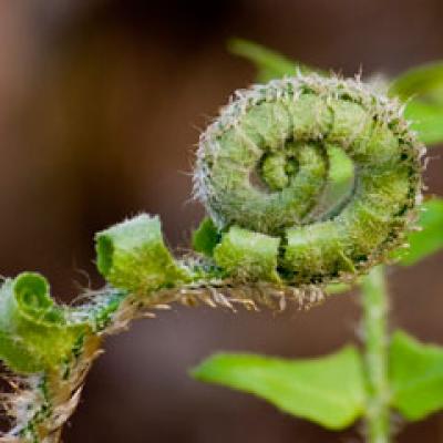 Gemoterapia - puterea terapeutica miraculoasa a germenilor