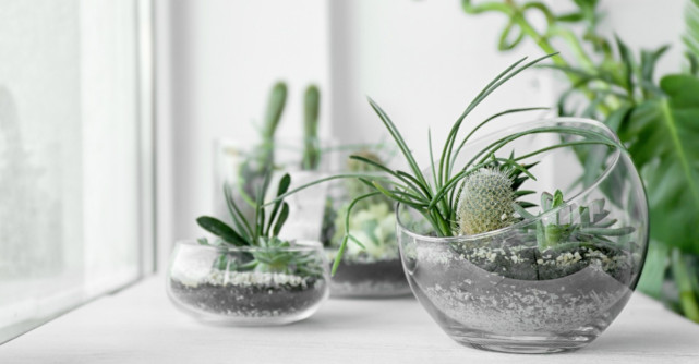 Ce plante este bine să ai în casă. Tu le cunoşti beneficiile?