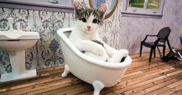 Daca va plac pisicile, atunci trebuie sa vedeti acest filmulet.