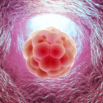 Evolutia exponentiala a domeniului celulelor stem in 2013. Ce promite 2014 pentru medicina regenerativa? 