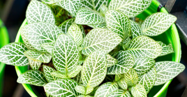 4 plante de interior, pe care nu le poti omori