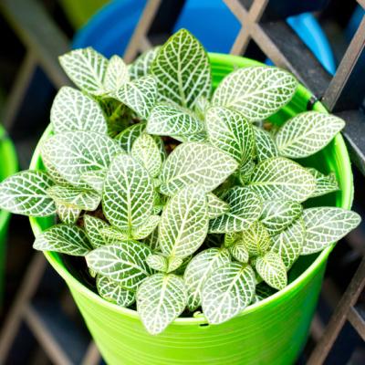 4 plante de interior, pe care nu le poti omori