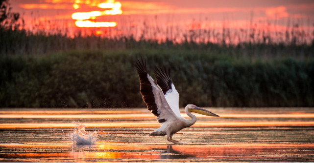 Cele mai emoționante citate despre România... de la Oana Pellea