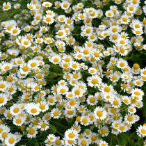 Veste bună și foarte bună: mușețelul -planta care îți transformă pielea