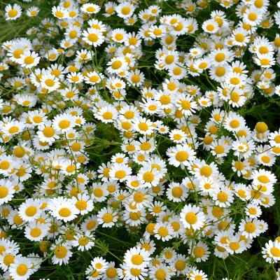 Veste bună și foarte bună: mușețelul -planta care îți transformă pielea