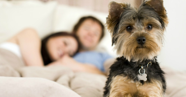 De ce sa lasi cainele sa doarma cu tine in pat? Avem noi 7 super motive