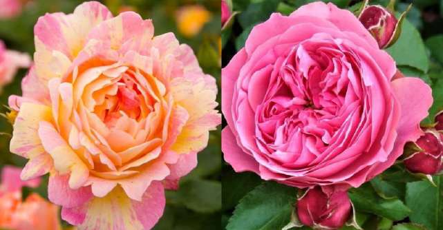 Cele mai faimoase 4 tipuri de trandafiri