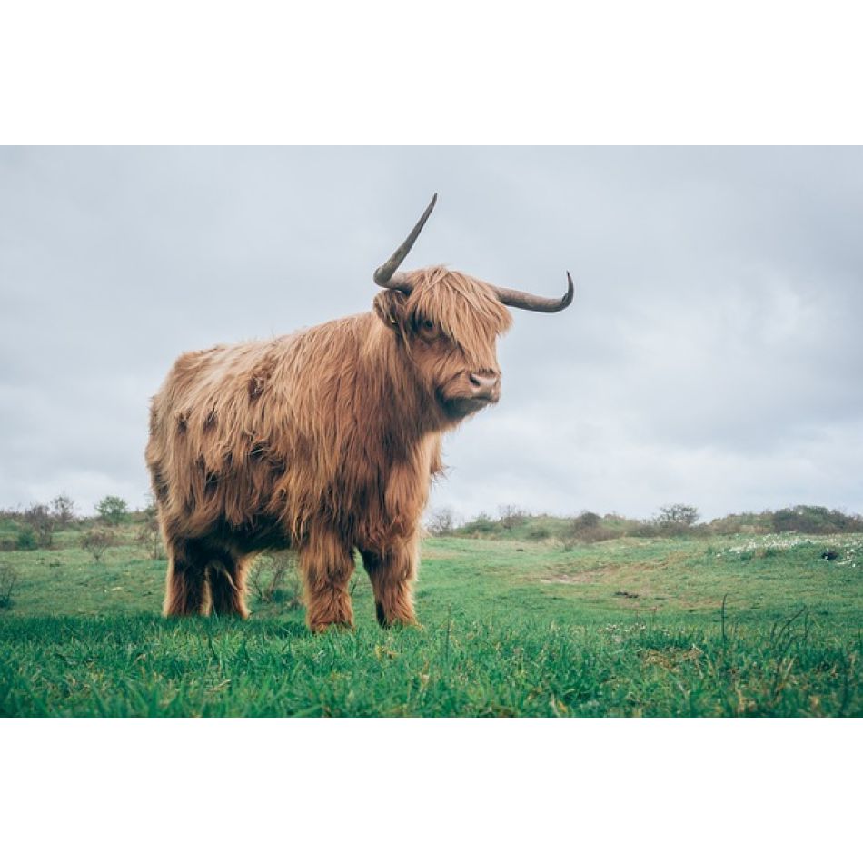 Zodii binecuvântate de Venus, Zeița Iubirii