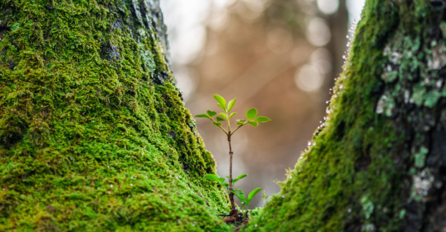 ACȚIUNE  și RENAȘTERE, cuvintele cheie pentru săptămâna 22-28  APRILIE 2019