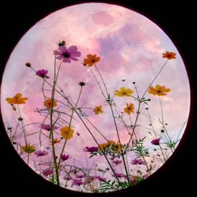 Cele trei zodii afectate de Luna Floare, ultima Super Lună a anului 2020