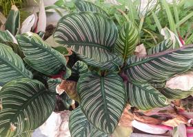 Planta care se roagă. De ce e bine să o ai în casă?