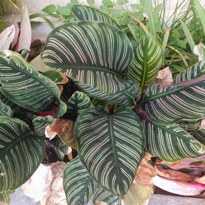 Planta care se roagă. De ce e bine să o ai în casă?